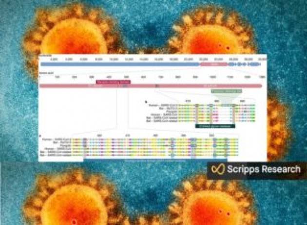 Il coronavirus Covid-19 non è sfuggito da un laboratorio: l’origine dell’epidemia è naturale