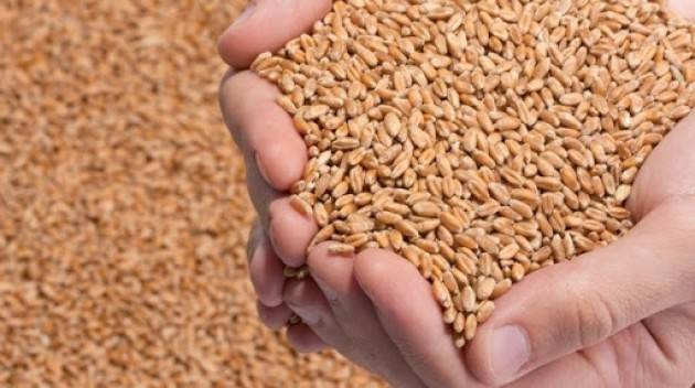 Vola il prezzo del grano con l'assalto ai supermercati