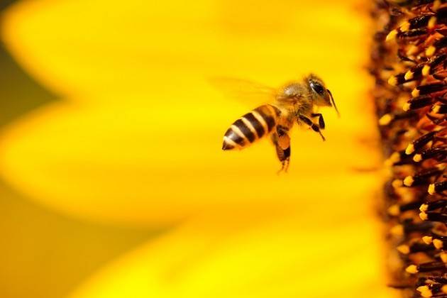 Clima, torna il freddo sulla Lombardia: allerta nei campi per api e piante da frutto