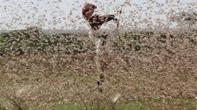 L’invasione delle locuste in Africa e Asia potrebbe trasformarsi in una nuova emergenza migratoria