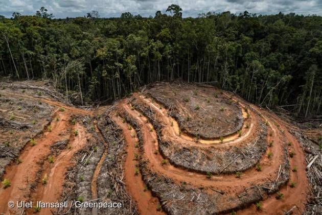 Deforestazione e diffusione di nuovi patogeni