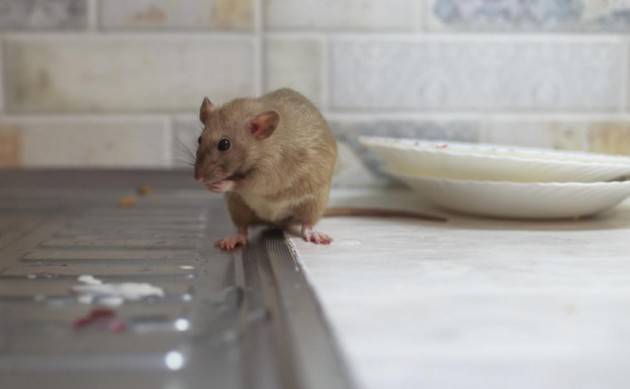  Cina, uomo muore di hantravirus, trasmesso da roditori