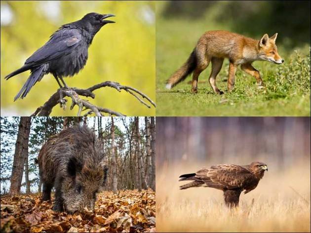 Vietare i mercati di fauna selvatica