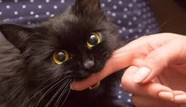 Coronavirus: i veterinari raccomandano di tenere i gatti in casa