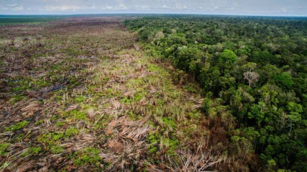 Come la perdita delle foreste porta alla diffusione di zoonosi come il Covid-19