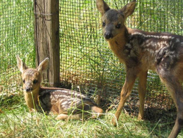Con il Wwf viaggio virtuale nell’Oasi naturale di Vanzago