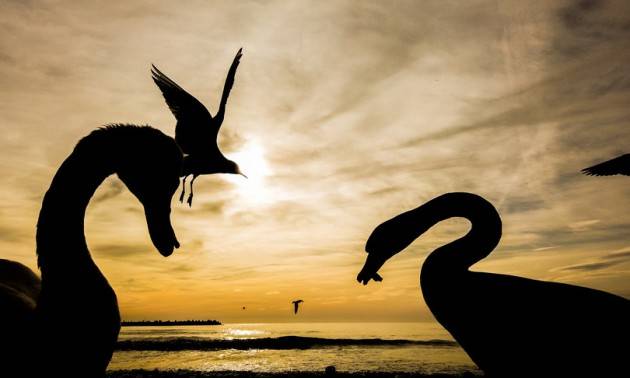 Il cigno nero che cambia tutto