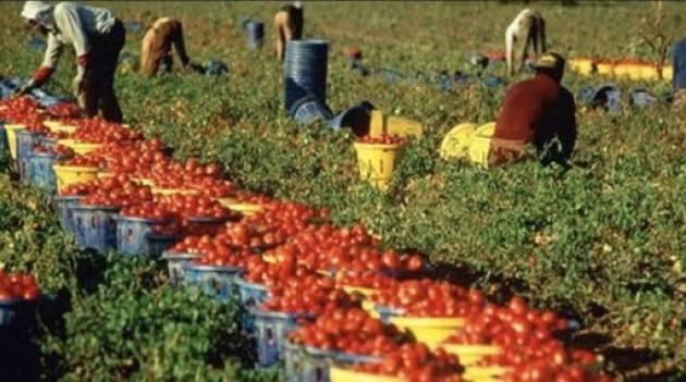 Perché oggi è giusto e razionale regolarizzare gli immigrati irregolari, non solo in agricoltura