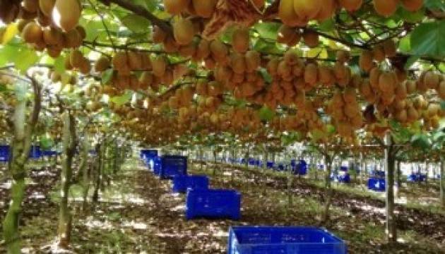 Alla Caritas 5 quintali di kiwi da Zespri