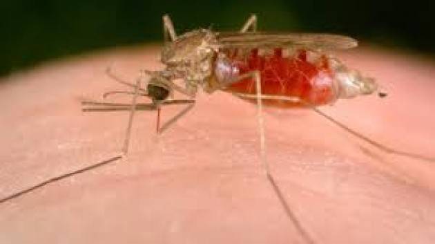 Scoperto il microbo che blocca la trasmissione della malaria