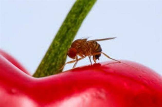 Il ministero autorizza l’importazione del parassitoide della Drosophila suzukii a fini sperimentali