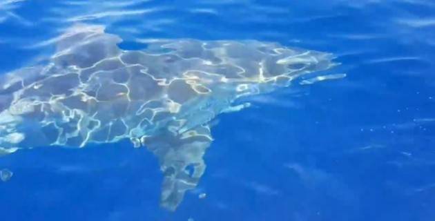 Squalo bianco di circa 5-6 metri vicino la costa