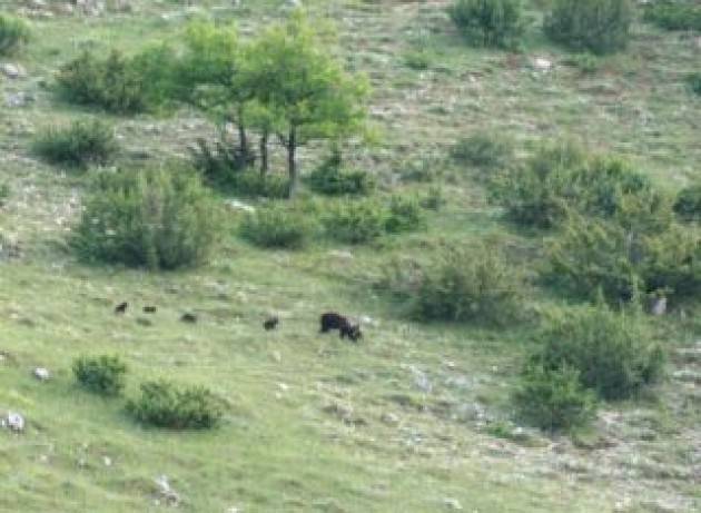 Orso marsicano nel Pnalm con 4 cuccioli