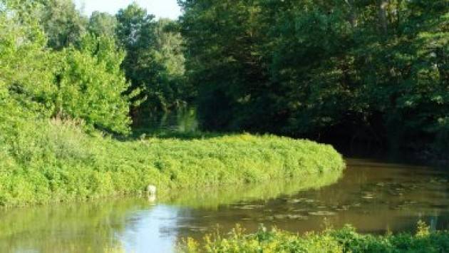 Cremona Dall’11 giugno seconda fase di manutenzione del verde pubblico