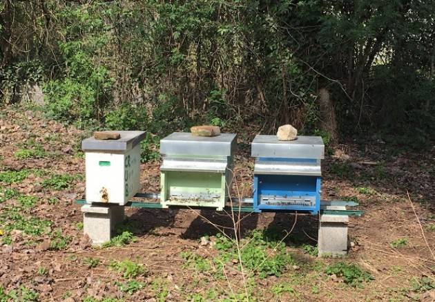 Come procede l'apiario collettivo del progetto Cremona Urban Bees situato presso il Museo del Cambonino