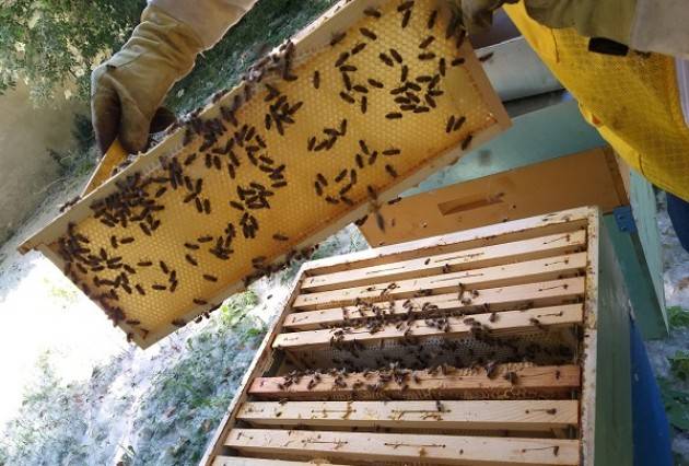 Come procede l'apiario collettivo del progetto Cremona Urban Bees situato presso il Museo del Cambonino
