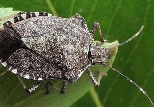 LNews-CIMICE ASIATICA, DOMANI A PEGOGNAGA/MN PRIMO LANCIO DI VESPA SAMURAI