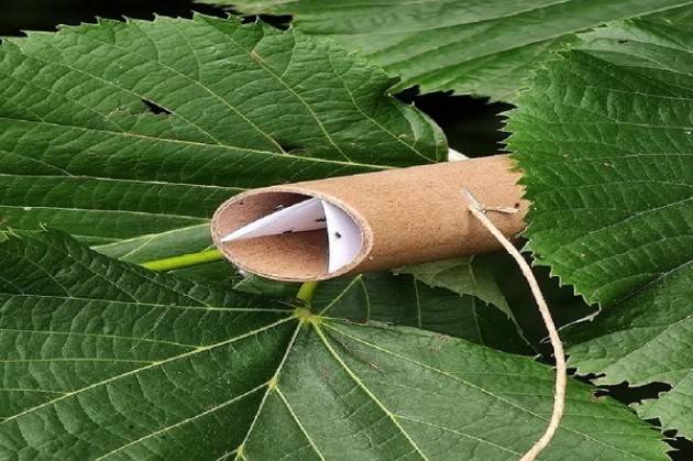 LNews-Foto. AGRICOLTURA, LOTTA A CIMICE ASIATICA: ROLFI AL PRIMO LANCIO DI VESPA SAMURAI 