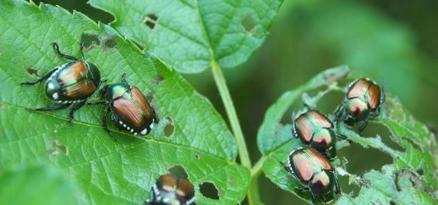 LNews-POPILLIA JAPONICA, ROLFI: VIA LIBERA A UTILIZZO CHLORANTRANILIPROLE PER CONTRASTARE INSETTO DANNOSO