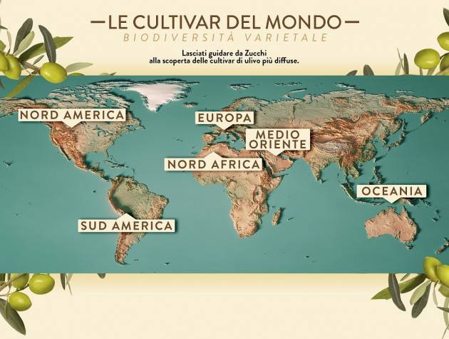 Cremona OLEIFICIO ZUCCHI: ALLA SCOPERTA DELLE CULTIVAR DI ULIVO NELLA NUOVA SEZIONE DEL SITO WEB