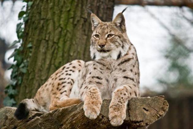LNews-LA LINCE TORNA NELL'ALTO GARDA, ASSESSORE ROLFI: NELLE NOSTRE FORESTE ATTENZIONE ALLA BIODIVERSITA'