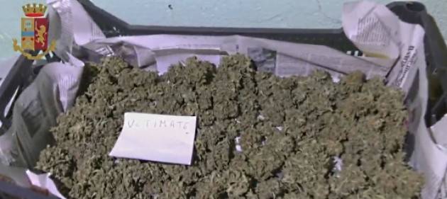 Verona: arrestato coltivatore diretto di marijuana