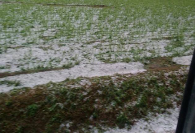 Coldiretti  Maltempo in Lombardia, grandine mitraglia uva in Valtellina Cremona: mais spianato 