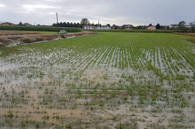 Coldiretti  Maltempo in Lombardia, grandine mitraglia uva in Valtellina Cremona: mais spianato 