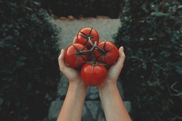 Fase 3, al via la raccolta del pomodoro: +15% produzione in Lombardia