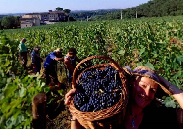 LA RACCOLTA DELLE UVE  Vendemmia alle porte, Boselli: ‘Preoccupa l’obbligo  di quarantena per chi proviene da Romania e Bulgaria’