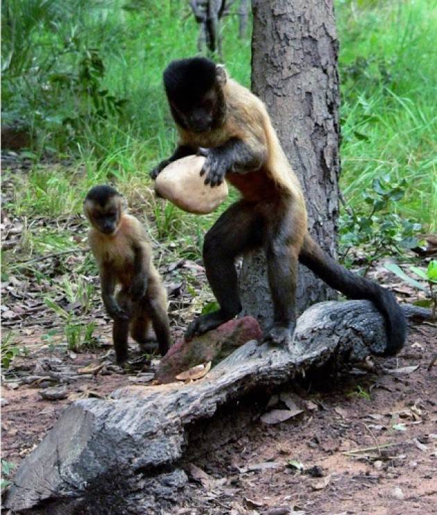 CAMPI COLTIVATI INVECE CHE FORESTE: LA CULTURA DELLE SCIMMIE È A RISCHIO
