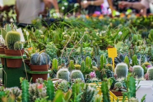 CRESCE LA QUOTA DI GREEN LOVERS ITALIANI: POST LOCKDOWN SONO 19 MILIONI
