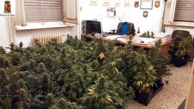 Scoperta piantagione casalinga di marijuana