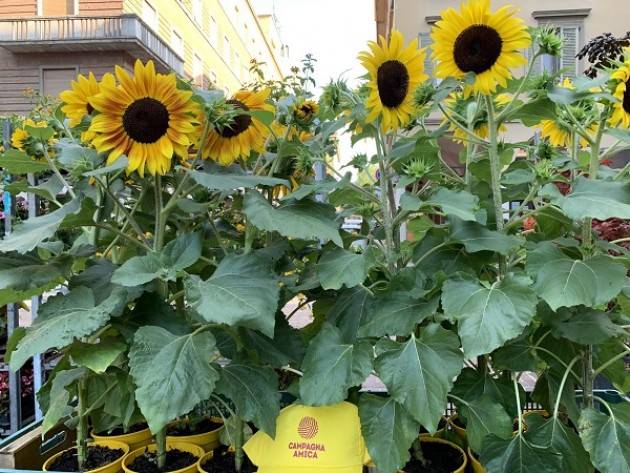 Coldiretti  Campagna Amica aperta per ferie a Cremona,Crema,Casalmaggiore e Soresina