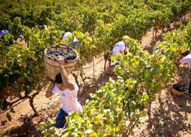LNews-AL VIA LA VENDEMMIA IN LOMBARDIA. ASSESSORE: ALZIAMO ASTICELLA DELLA QUALITA', #IOBEVOLOMBARDO UN AIUTO VERO