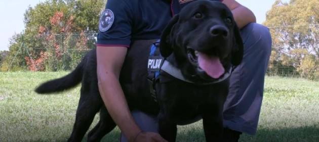 Se non ti porto non parto: al via la campagna per la tutela degli animali domestici - video