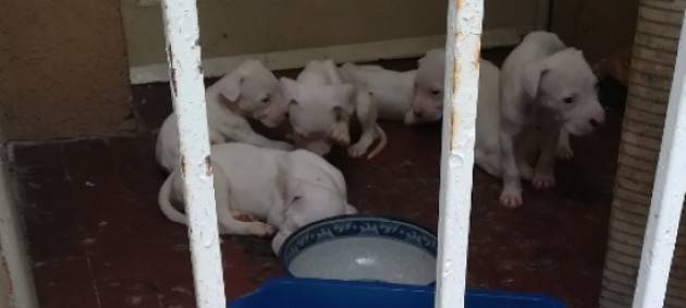 Dieci cani salvati dalla volante di Ivrea