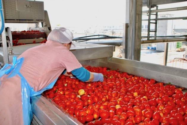 LombNews-AGRICOLTURA, ASSESSORE: MINISTERO INTERVENGA PER SOSTENERE COMPARTO POMODORO