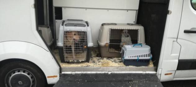 Stradale: bloccato traffico di cani