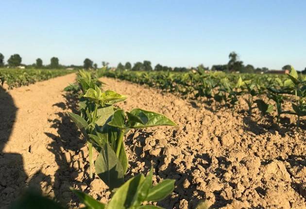 Fagiolini dall'Occhio di Pizzighettone da agricoltura locale Raccolto di oltre 30 quintali