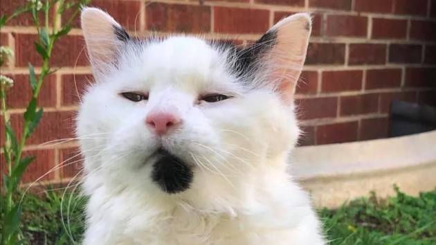Gatto che lecca i muri: cause e cosa fare