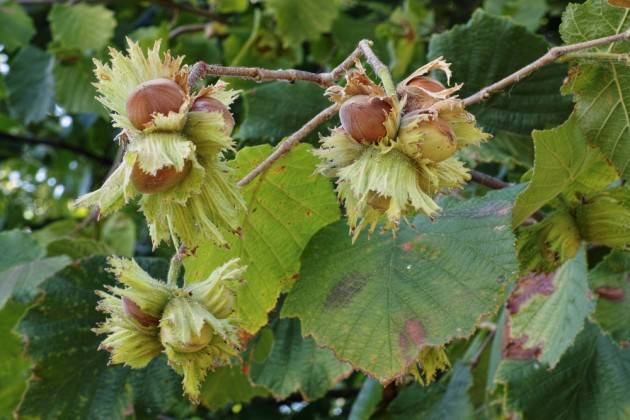 LombNews La Lombardia guarda con interesse alla creazione di filiera della nocciola