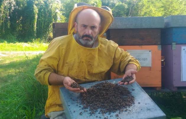 Grave moria di api tra Brescia e Cremona
