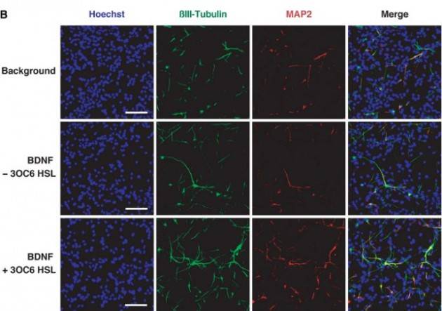 CELLULE ARTIFICIALI DIFFERENZIANO I NEURONI: UNITRENTO COORDINA LA RICERCA INTERNAZIONALE