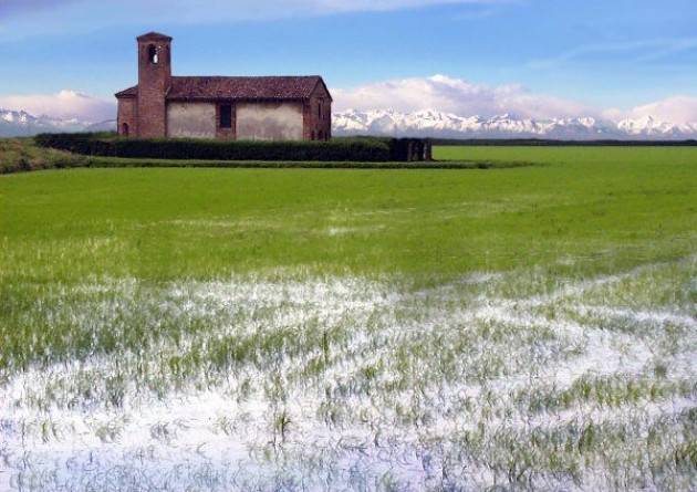 Grandine devasta le risaie nel Pavese