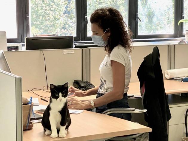 A MILANO SI LAVORA CON I GATTI