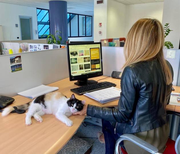 A MILANO SI LAVORA CON I GATTI