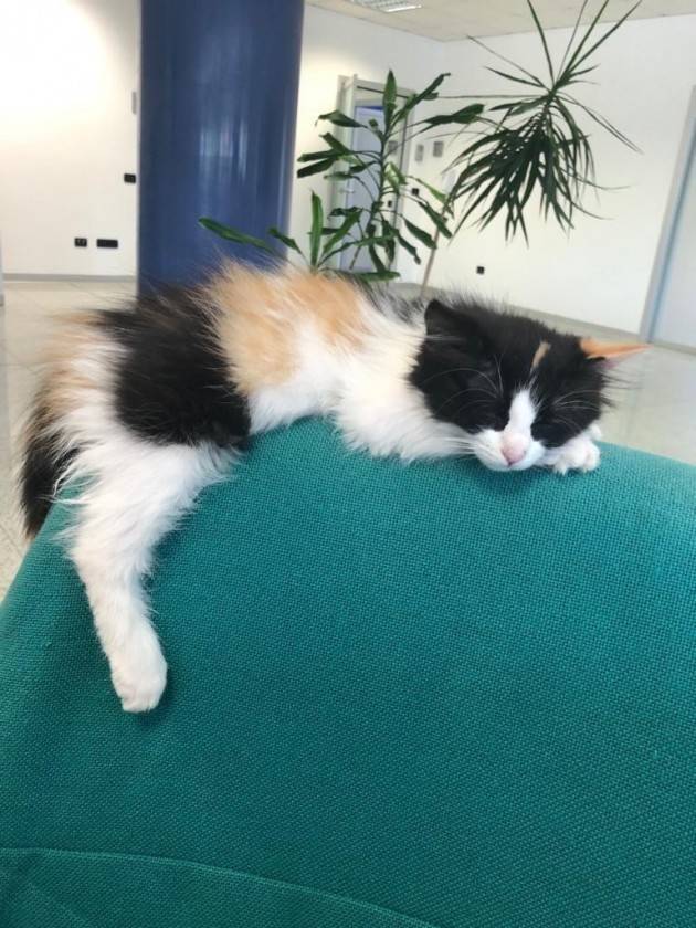 A MILANO SI LAVORA CON I GATTI