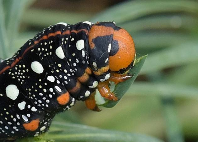 Conclusione del corso di fotografia a Crema | A. Dellera