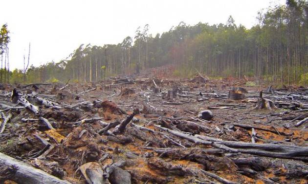 CE, una cooperazione globale contro la deforestazione